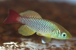 Nothobranchius foerschi