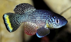 Nothobranchius furzeri