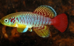 Nothobranchius guentheri