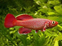 Nothobranchius korthausae red