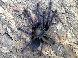 Omothymus (Lampropelma) violaceopes