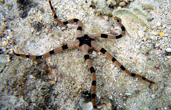 Ophiolepis superba   