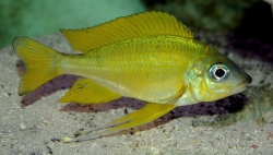 Ophthalmotilapia nasuta Kipili Gold