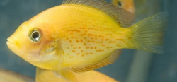 Etroplus maculatus orange