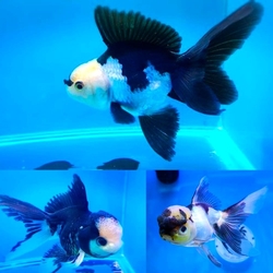 Carassius auratus "Goldfish - Oranda Lion Head Panda" AAA XL