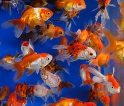 Carassius auratus l.f. Oranda mix CHINA L