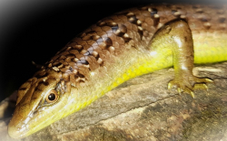 Dasia olivacea