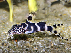 Synodontis ornatipinnis 4 - 5 cm