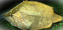 Monocirrhus polyacantus - Ostnáč listový