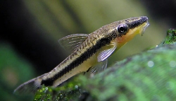 Otocinclus affinis  