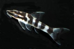 Otocinclus cocama  "Zebra"