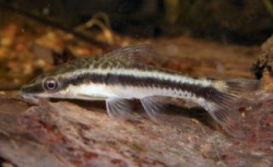 Otocinclus vittatus  