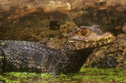 Paleosuchus palpebrosus