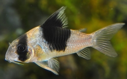 Hoplisoma sp. NEW PANDA CW 51 XL