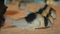 Hoplisoma sp. NEW PANDA CW 51 XL