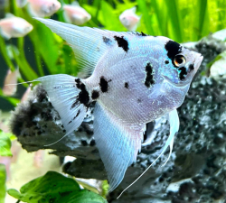 Pterophyllum scalare " Platinum Panda " L/XL