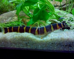 Pangio semicinctus black