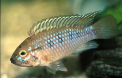 Apistogramma papagalo