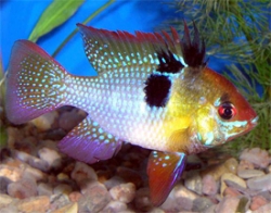 Papiliochromis ramirezi