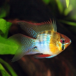 Papiliochromis ramirezi balloon