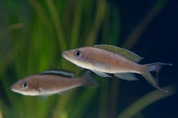 Paracyprichromis brieni