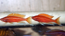 Paracyprichromis nigripinnis blue neon albino 