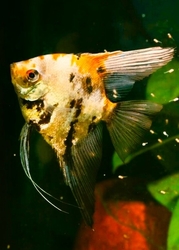 Pterophyllum scalare Pinoy Paraiba Green/Red XL