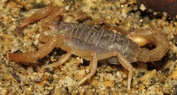 Paravaejovis (Hoffmannus) spinigerus