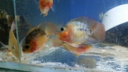 Cichlasoma sp. Flowerhorn Parrot 