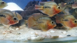 Cichlasoma sp. Flowerhorn Parrot Novinka