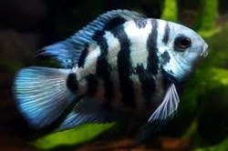 Amatitlania nigrofasciata Parrot Blue Striped S