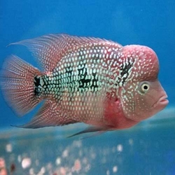 Cichlasoma sp. Flowerhorn-Pearl Melon