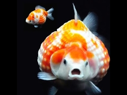 Carassius auratus assorted pearlscale