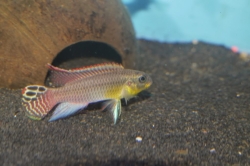 Pelvicachromis taen. kluegei