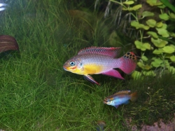 Pelvicachromis taeniatus bandewouri