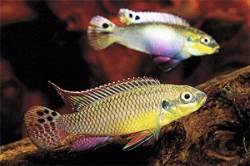 Pelvicachromis taeniatus molive