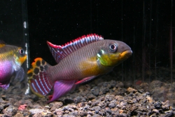 Pelvicachromis taeniatus nig. green