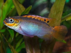 Pelvicachromis taeniatus ogele