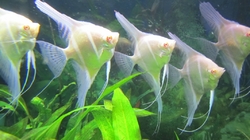 Pterophyllum cf. altum "Peruensis Albino" M