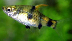 Pethia gelius - Golden dwarf barb