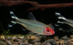 Petitella georgiae  