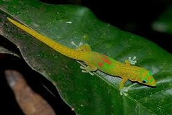 Phelsuma laticauda