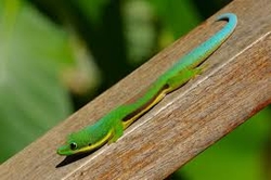 Phelsuma lineata