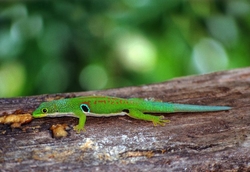 Phelsuma quadriocellata