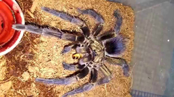 Phormictopus auratus  c.b.