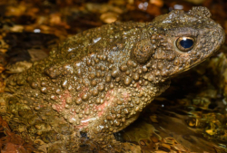 Bufo asper