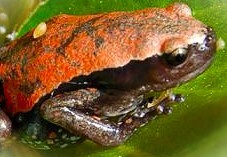Phrynomerus microps - Žába (Togo)