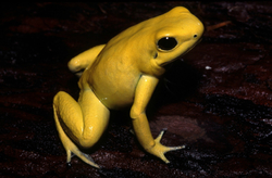 Phyllobates terribilis