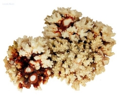 Kámen houbovitý Reefsponge 1 kg S016