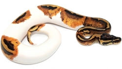 Python regius piebald